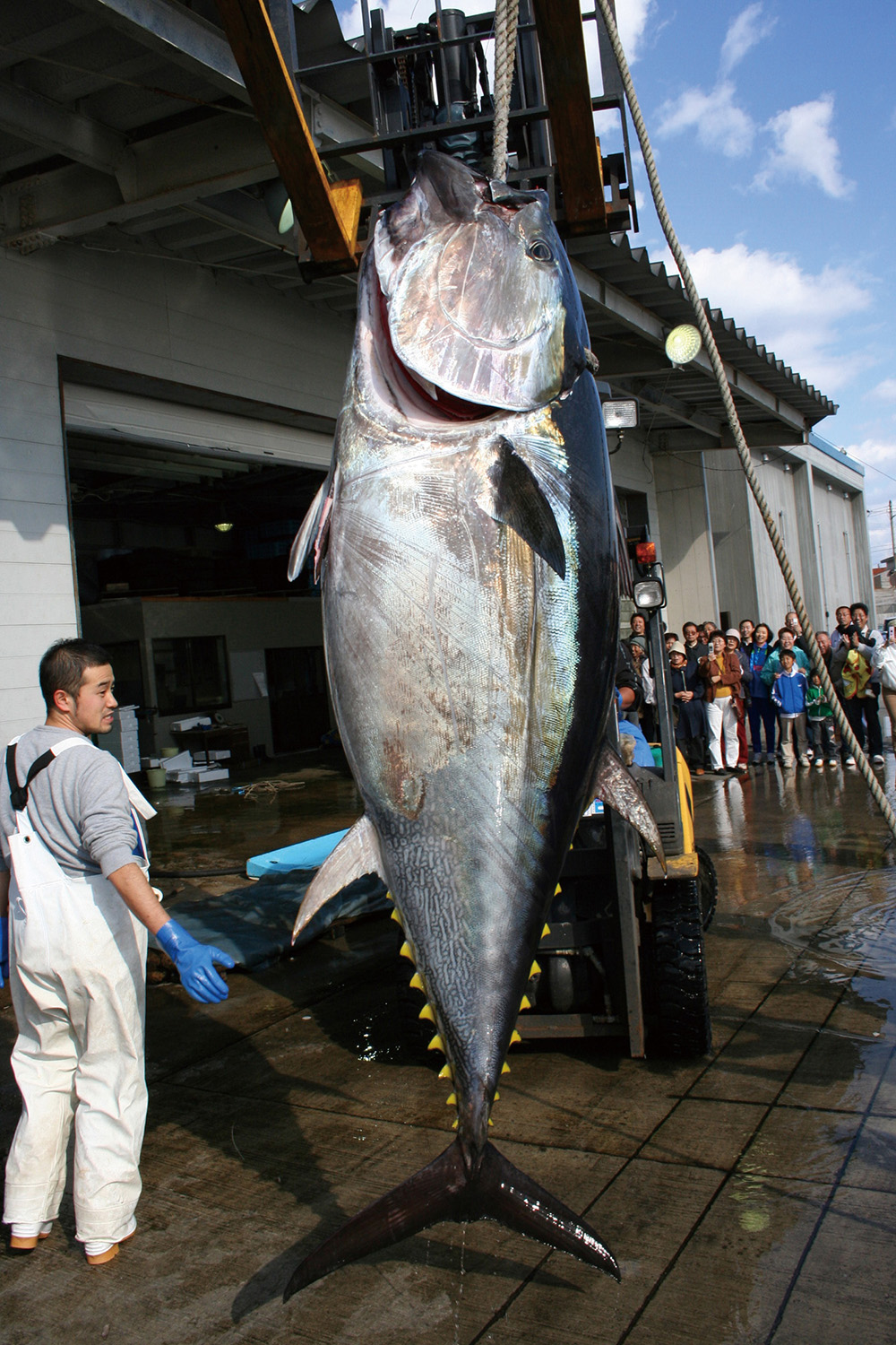 日本限制太平洋蓝鳍金枪鱼的捕捞量